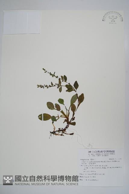 南湖附地草藏品圖，第1張