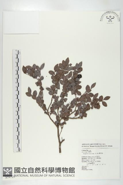 楓港柿藏品圖，第1張