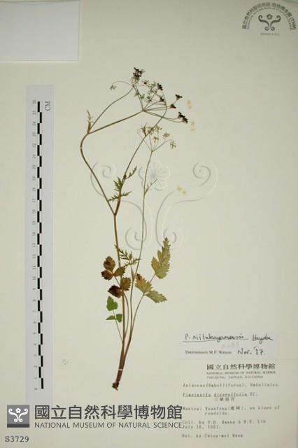 玉山茴香藏品圖，第1張