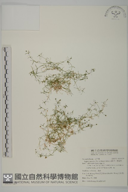 瓜槌草、漆姑草藏品圖，第1張