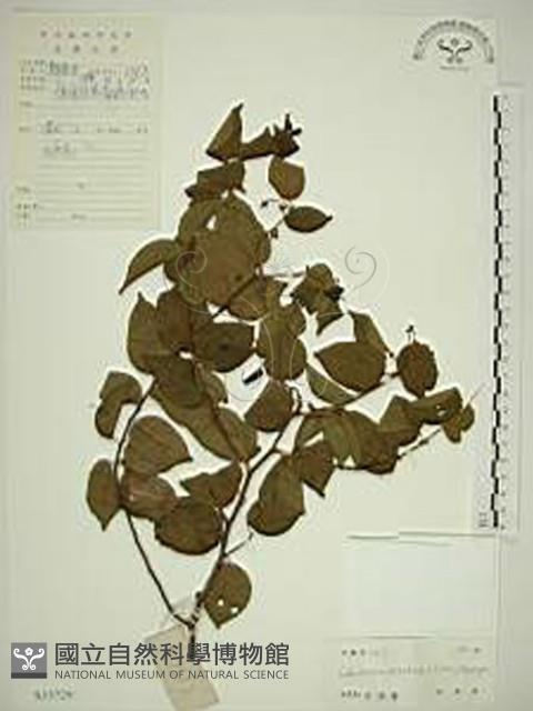 亞洲濱棗藏品圖，第1張