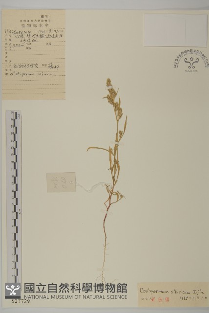 西伯利亞蟲實藏品圖，第1張