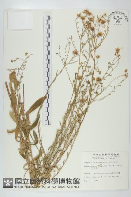 Accession Number:S007729 Collection Image, Figure 1, Total 2 Figures