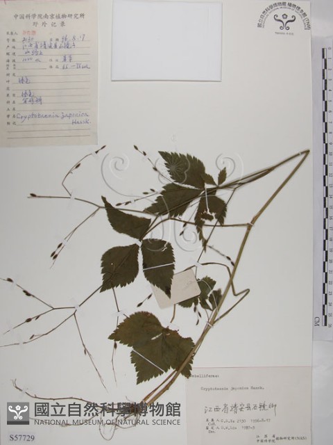 鴨兒芹藏品圖，第1張