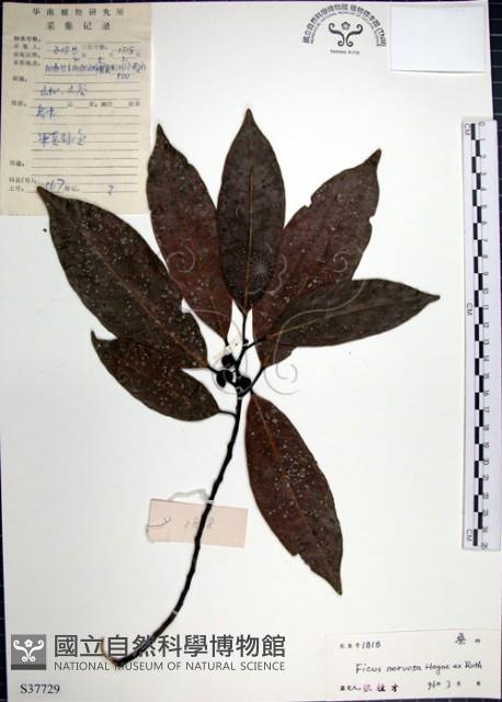 九重吹、九丁樹、脈葉榕、大葉九重吹藏品圖，第1張