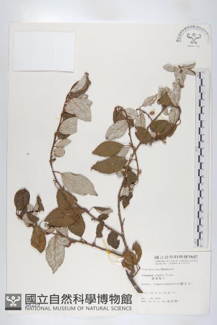 鄧氏胡頹子藏品圖，第1張