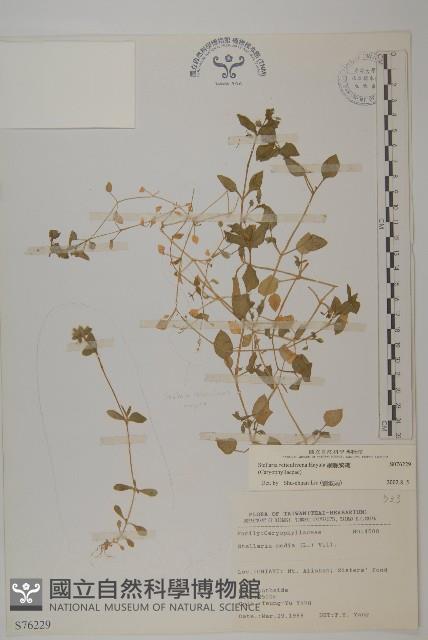 網脈繁縷藏品圖，第1張