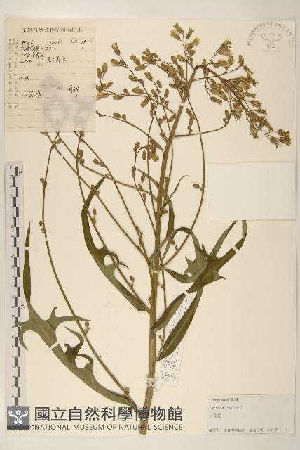 鵝仔草藏品圖，第1張