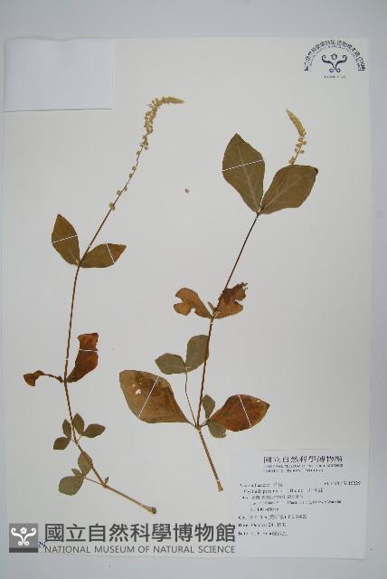 假川牛膝藏品圖，第1張