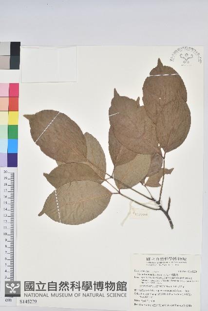 茄苳、重陽木藏品圖，第1張