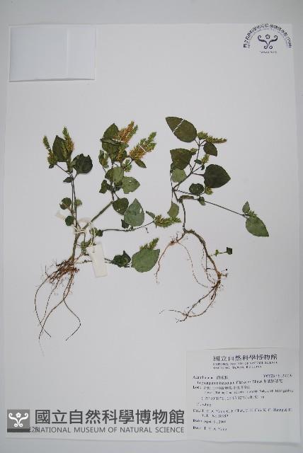 卵葉鱗球花藏品圖，第1張