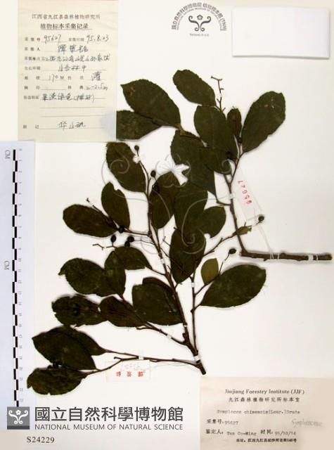 灰木藏品圖，第1張