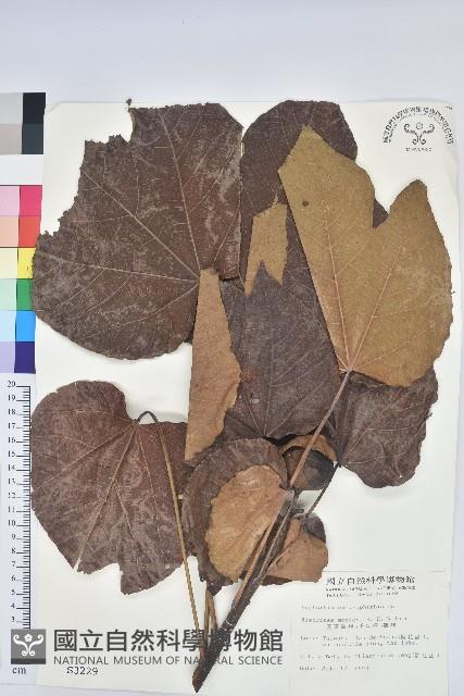廣東油桐、皺桐藏品圖，第1張
