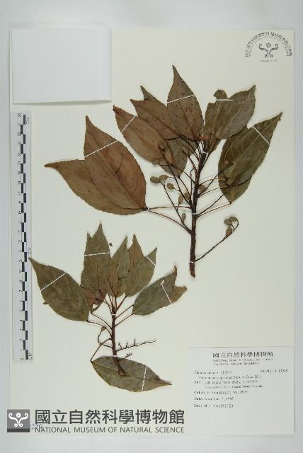 薯豆藏品圖，第1張