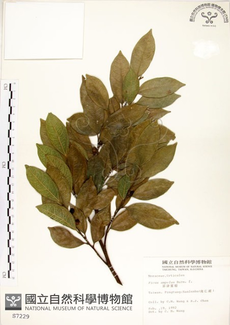 菲律賓榕藏品圖，第1張