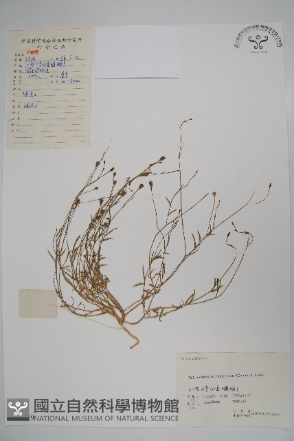 細葉蘭花參藏品圖，第1張