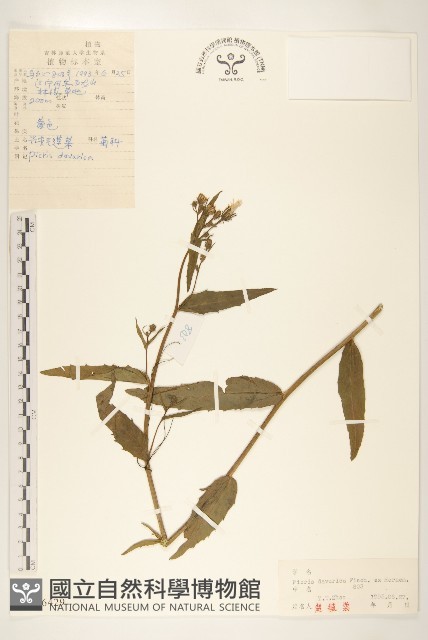 興安毛蓮菜藏品圖，第1張