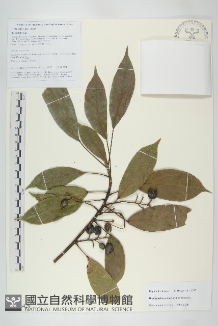 登錄號:S106429藏品圖，第1張