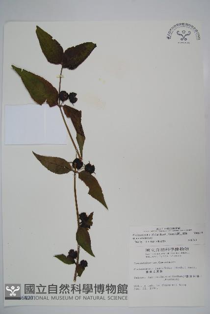 台灣土黨參藏品圖，第1張