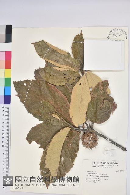 板栗藏品圖，第1張