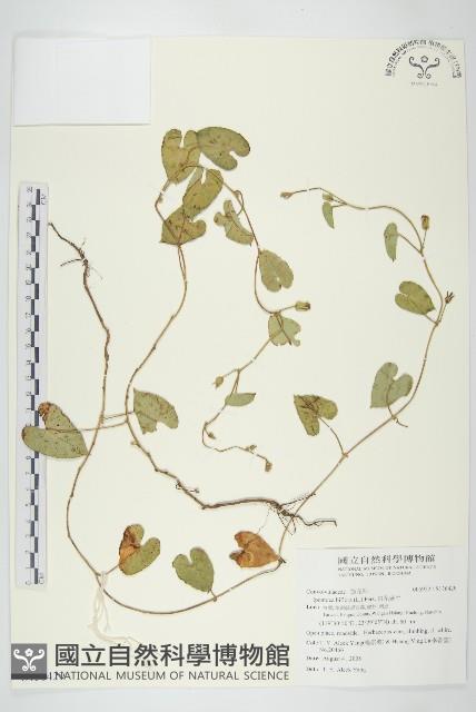 白花牽牛藏品圖，第1張