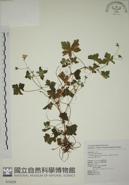 牻牛兒苗藏品圖，第1張