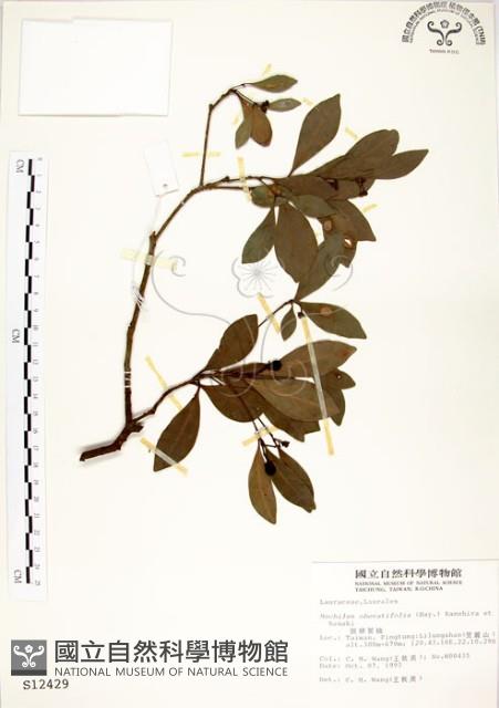 恆春楨楠藏品圖，第1張