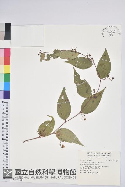 白珠樹藏品圖，第1張