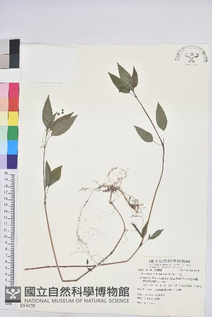 山靛藏品圖，第1張