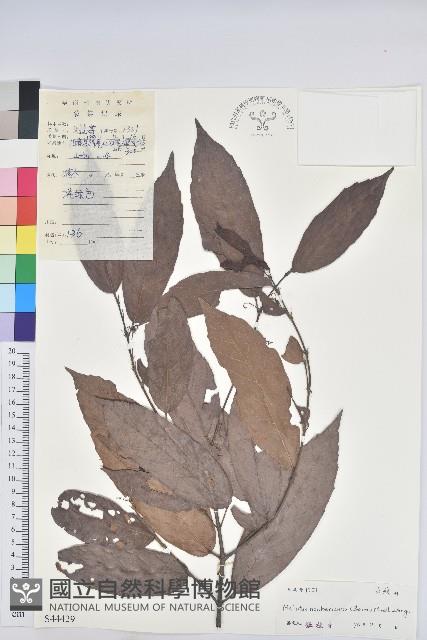 粗毛野桐藏品圖，第1張