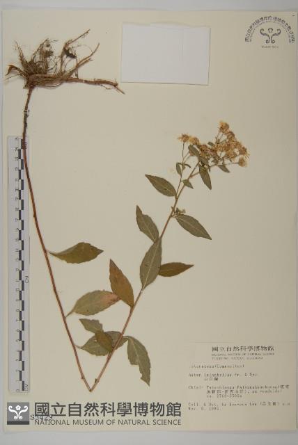 山白蘭藏品圖，第1張