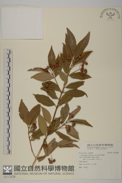 刺果衛矛藏品圖，第1張