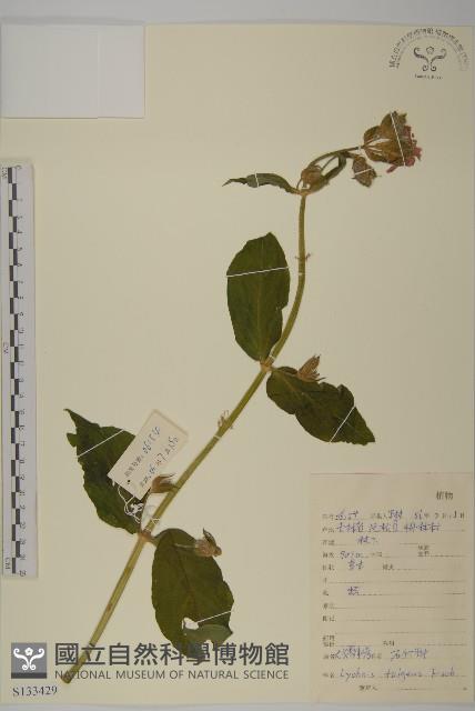 大花剪秋蘿藏品圖，第1張