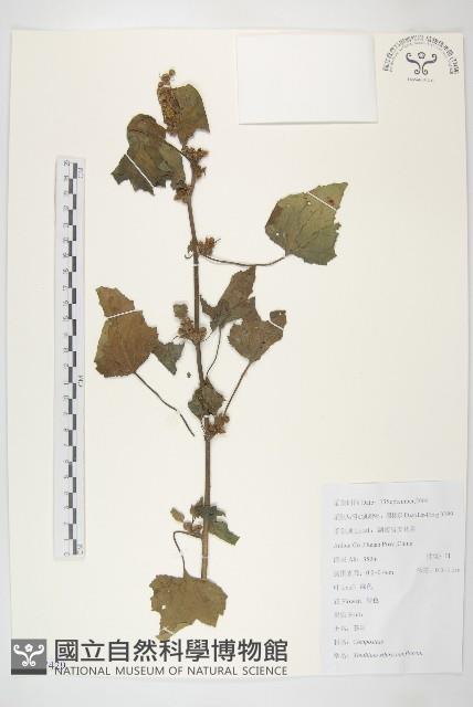 蒼耳藏品圖，第1張