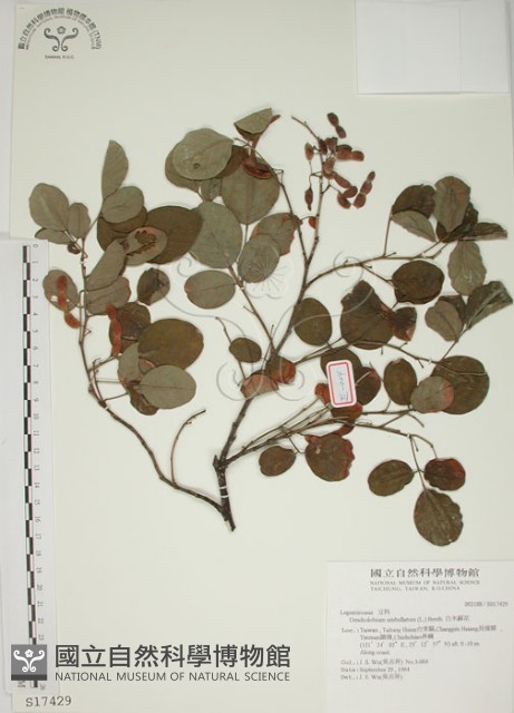 白木蘇花藏品圖，第1張