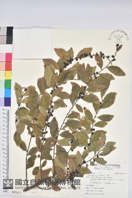 土密樹藏品圖，第1張