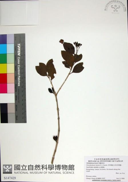 苦林盤藏品圖，第1張