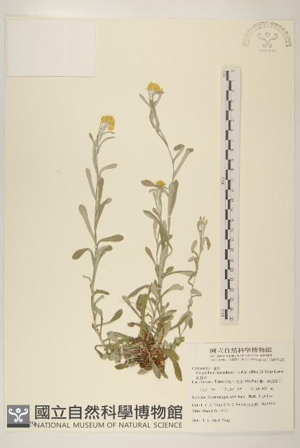 鼠麴草藏品圖，第1張