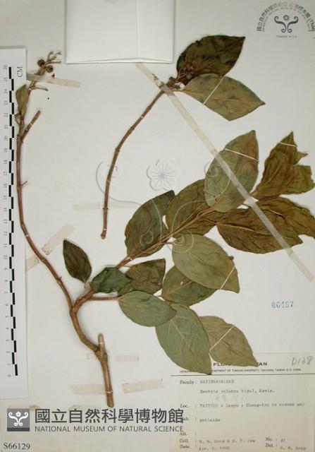 大葉溲疏藏品圖，第1張