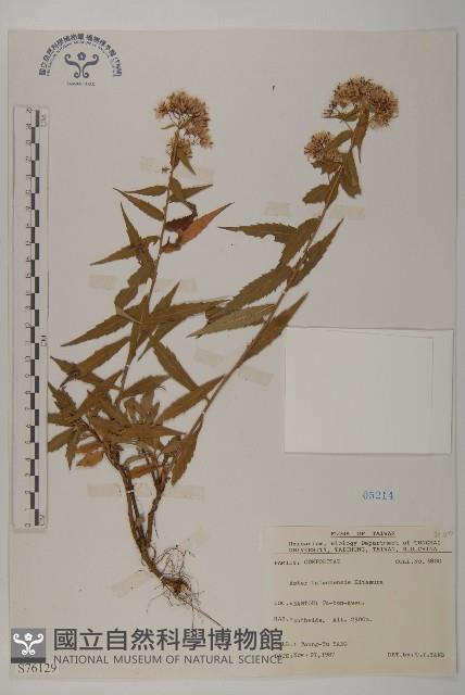 臺灣馬蘭藏品圖，第1張