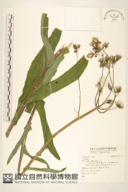 登錄號:S125129藏品圖，第1張