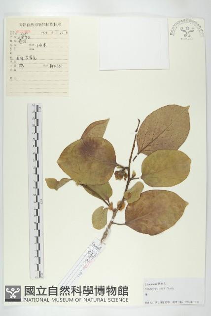 柿、柿仔、紅柿藏品圖，第1張