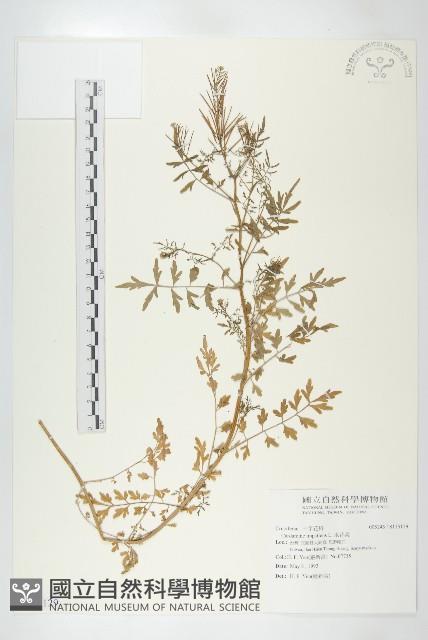 水花菜藏品圖，第1張