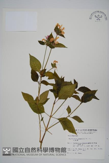 六角英, 槍刀菜藏品圖，第1張