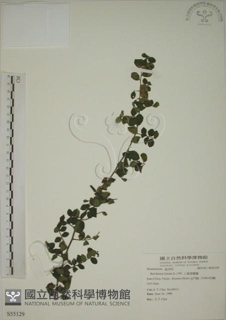 小葉黃鱔藤藏品圖，第1張