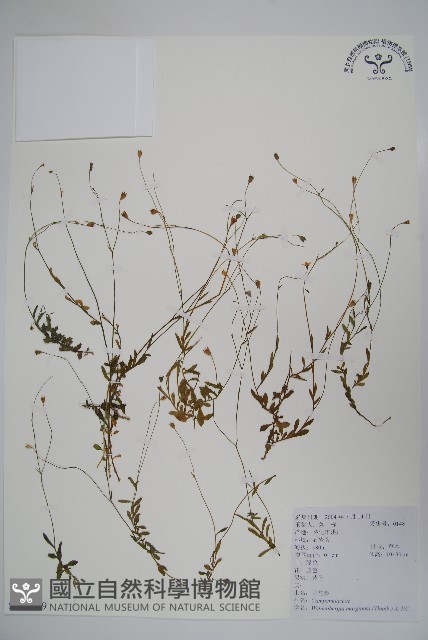 細葉蘭花參藏品圖，第1張