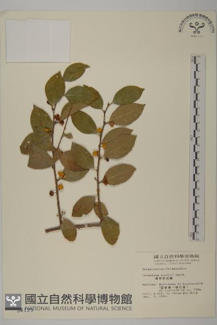 南華南蛇藤，青江藤藏品圖，第1張