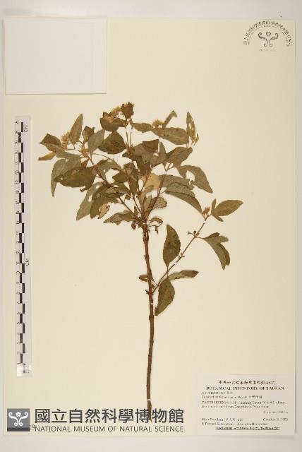 臺灣澤蘭藏品圖，第1張