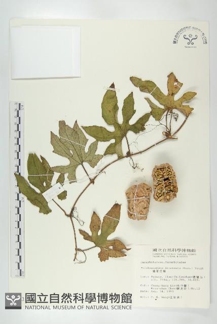 槭葉括樓藏品圖，第1張