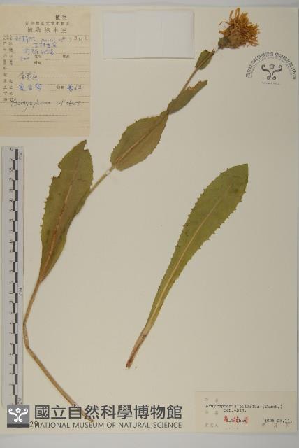 貓兒菊藏品圖，第1張